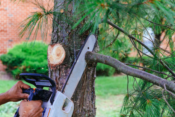 Best Professional Tree Care  in Piney, AR